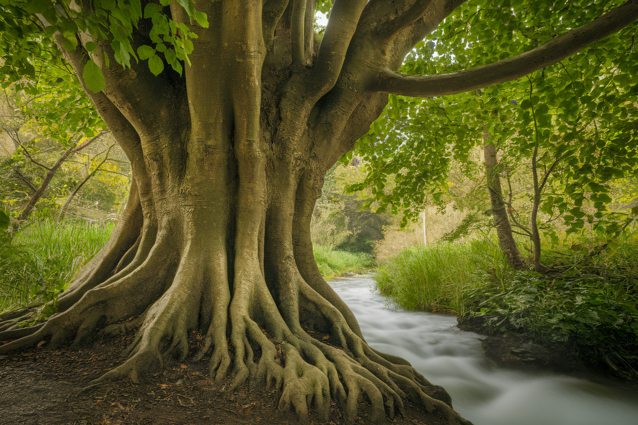 arbre-tronc-ecorce-feuilles-ruisseau