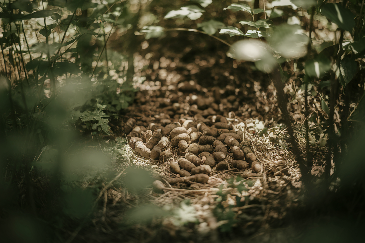 foret-sous-bois-excrements-lumiere